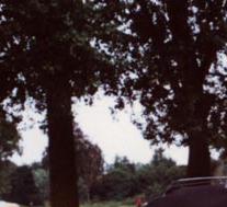 Bestatter von Coleman Milne