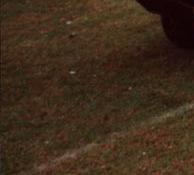 Bestatter von Coleman Milne