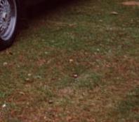 Bestatter von Coleman Milne