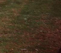 Bestatter von Coleman Milne