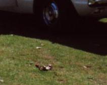 Stretchcoupe mit 4 T&uuml;ren und 7 Sitzpl&auml;tzen in 1a Zustand