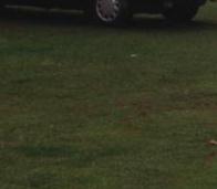 Coleman's Edelkombi als 7 Sitzer