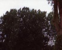 Interessantes Sondermodell "Consort"