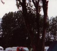 sehr gepflegter IIer Ghia