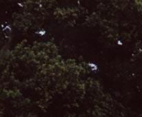 Seltsames Niveau mit auf der Haube sitzen