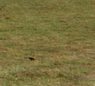 Seltsames Niveau mit auf der Haube sitzen