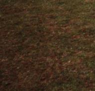 Sch&ouml;nes Caprio. Sieht offen besser aus. Leider kein Bild, sorry