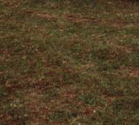 Sch&ouml;nes Caprio. Sieht offen besser aus. Leider kein Bild, sorry