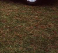 Sch&ouml;nes Caprio. Sieht offen besser aus. Leider kein Bild, sorry